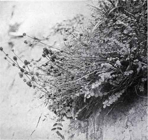 Salad Burnet (Poterium Sanguisorba, L.)