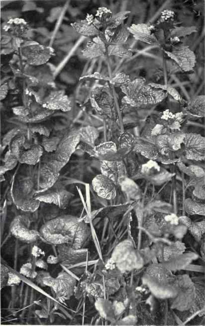 Sauce Alone (Sisymbrium Alliaria, Scop.)