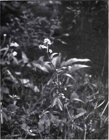 Scorpion Grass Myosotis Scorpioides L