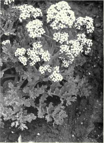 Sea Kale (Crambe maritima, L.)
