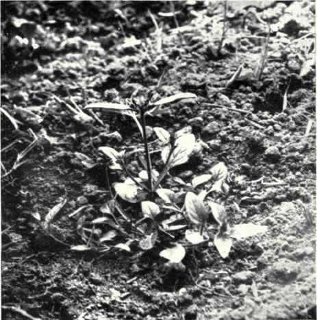 Self heal (Prunella vulgaris, L.) 