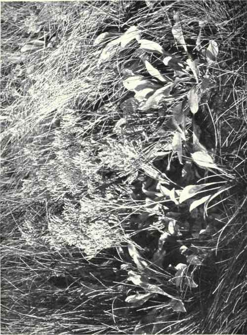 Ska Lavender (Limonium vulgare, Mill.)