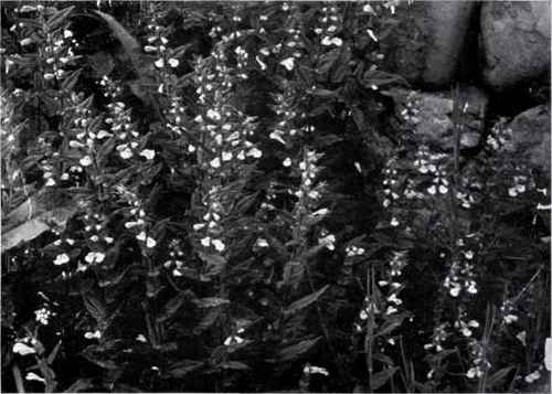 Skull cap (Scutellaria galericulata, L.)