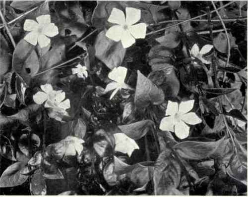 Small Periwinkle (Vinca minor, L.)