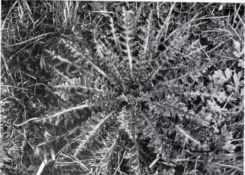 Spear Thistle (Cnicus lanceolatus, Willd.)1