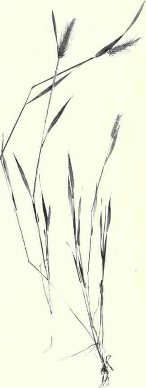 Squirrel Tail Grass (Hordeum maritimum, L.)