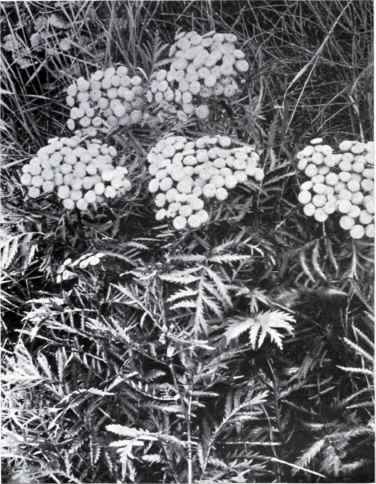 Tansy (Tanacetum vulgare, L.)