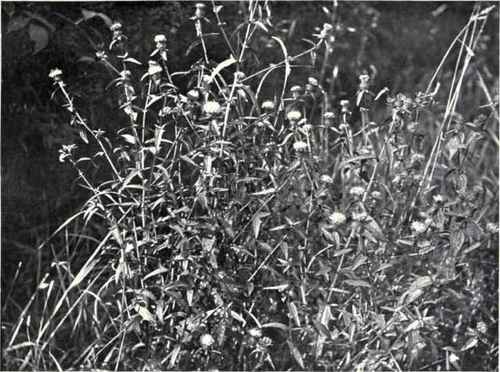 The fruits have short hairs which aid in their dispersal by the wind like other Composites.