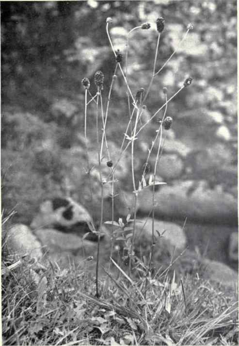 The moths, Brown Tail Moth (Eupristes chrysorrhaea), Reddish Buff (Acosmetia caliginosa), Orthosia gracilis feed on it.