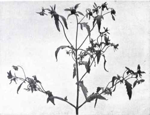 Three lobed Butterbur (Bidens tripartita)