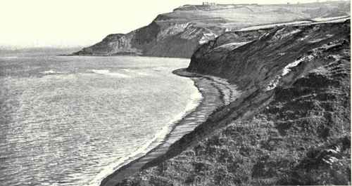 Vegetation Of The Sea Coast.