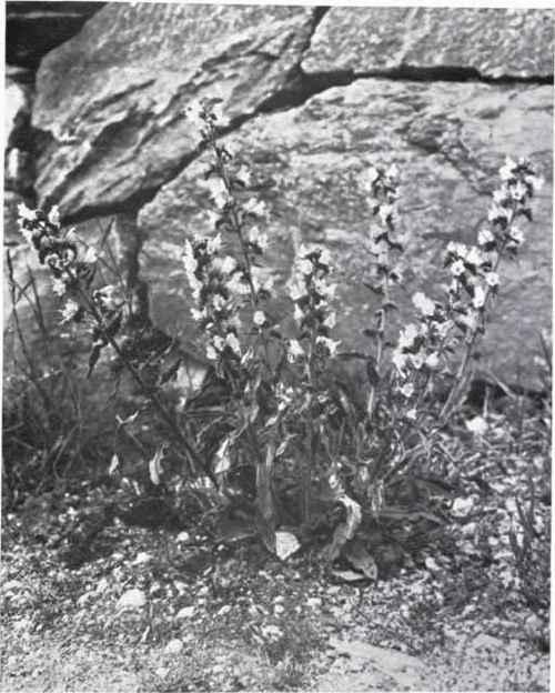 Viper's Bugloss (Echium vulgare, L.)