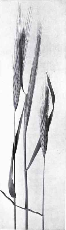 Wall Barley (Hordeum murinum, L.)