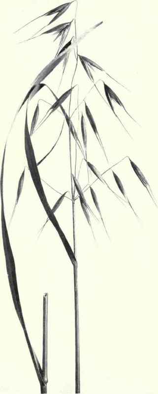 Wild Oat (Avenafatua, L.)