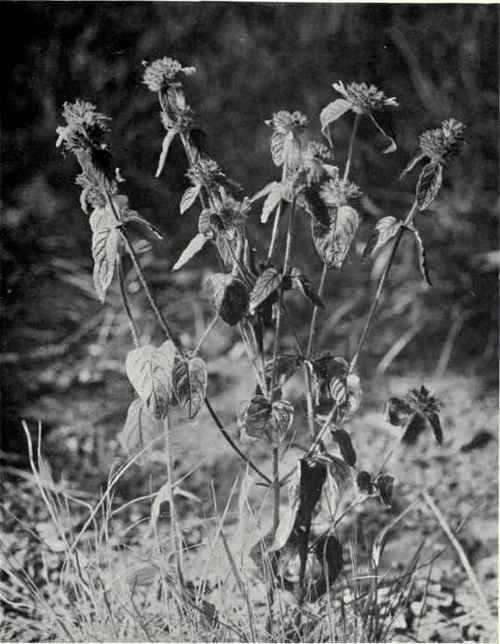 Wood Basil (Clinopodium vulgare, L.)