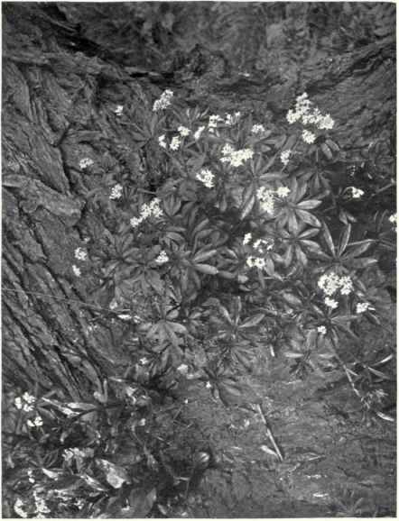 Woodruff (Asperula odorata, L.)