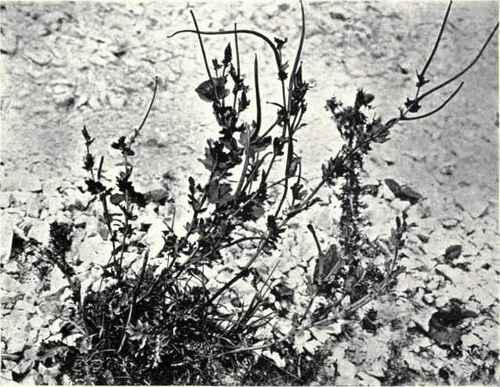 Yellow Horned Poppy {Glaucium flavum, Crantz)