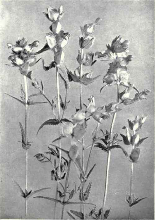 Yellow Rattle (Rhhianthus Crista Galli, L.)