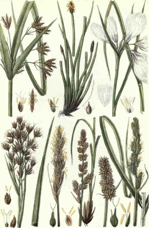 1. Galingale (Cyperus longus, L.). 2. Common Spike Rush (Eleocharis palustris, Roem. and Schult.). 3. Cotton Grass (Eriophorum angustifolium, Roth.). 4. Prickly Twig Rush (Cladium Mariscus, Br.). 5. Hummock Sedge (Carex paniculata, L.). 6. Great Prickly Sedge (Carex vulpina, L.).