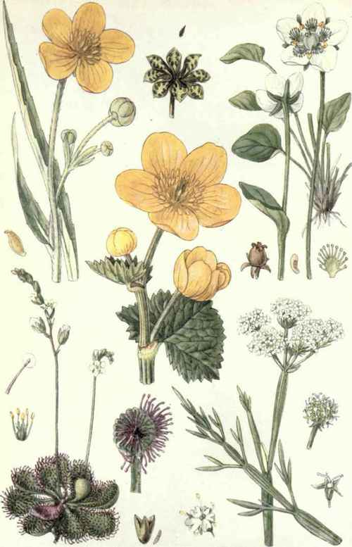 1. Great Spearwort Rannuculus Lingua, L.) 2. Marsh Marigold (Caltha palustris, L.) 3. Grass of Parnassus (Parnassia palustris, L.) 4. Sundew (Drosera rofundifolia, L.) 5. Water Dropwort (Oenanthefistulosa, l..)
