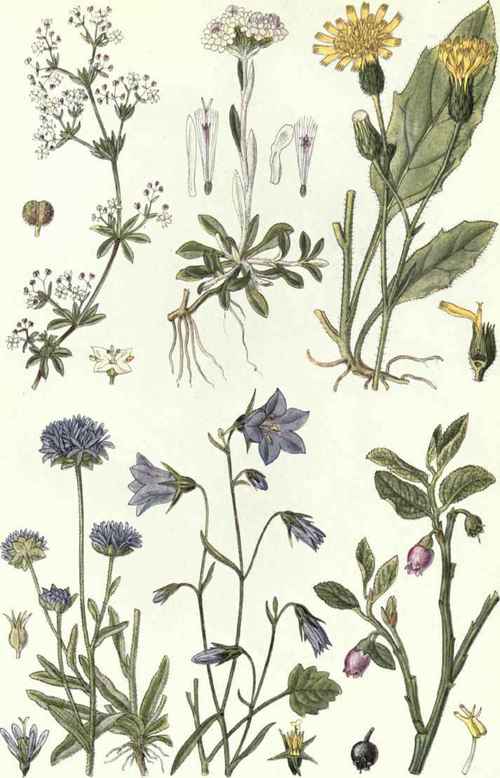 1. Heath Bedstraw (Galium saxatile, L.). 2. Cat's Foot (Antennaria dioica, Gaertn.). 3. Common Hawkweed (Hieracium vulgatum, Fr.). 4. Sheep's Bit Scabious (Jasione montana, L.). 5. Harebell (Campanula rotundifolia, L.). 6. Whortleberry (Vaccinium Myrtillus, L.).