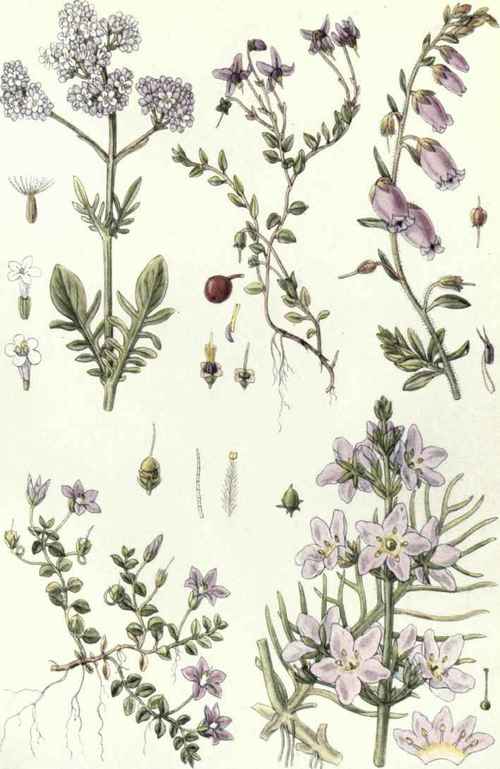 1. Valerian (Valeriana dioica, L.). 2. Cranberry (Oxycoccus palustris, Pers.). 3. Wild Rosemary (Andromeda polifolia, L.). 4. Bog Pimpernel (Anagallis tenella, Murr.). 5. Water Violet (Hottonia palustris, L.)