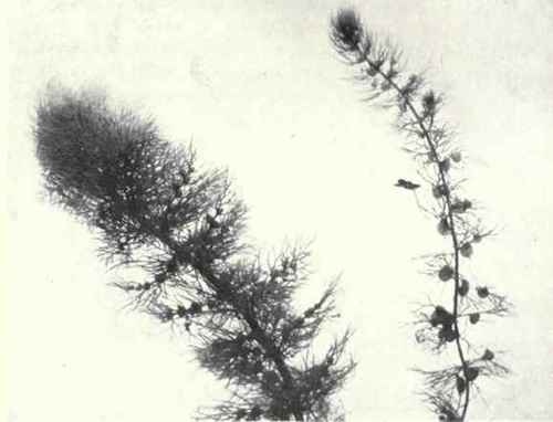 Bladderwort (Utricularia vulgaris, L.)