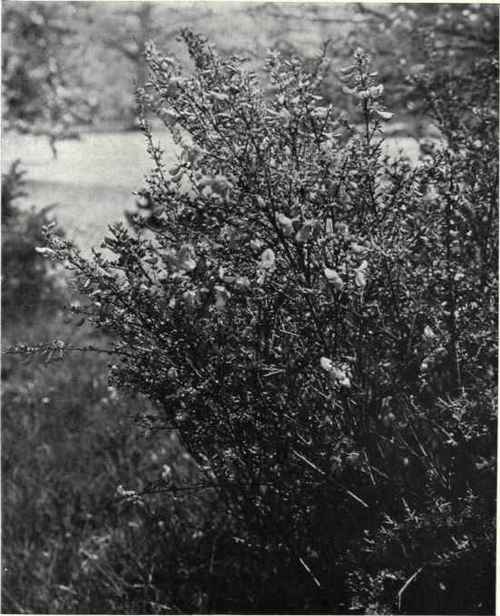 Broom (Cytisus scoparius, Link.)