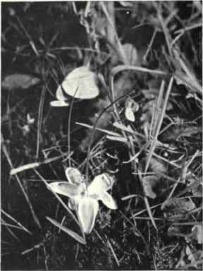 Butterwort (Pinguicula vulgaris, L.)