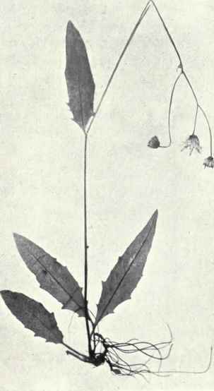 Common Hawkweed (Hieracium vulgatum, Fr.)