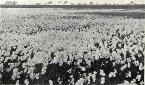 Cotton Grass (Eriophorum angustifolium, Roth)