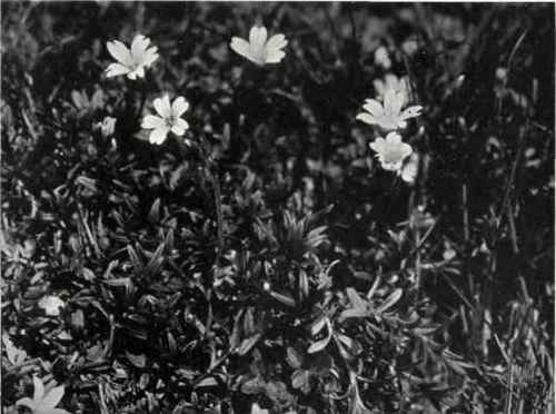Field Mouse ear (Cerastium arvense, L.)