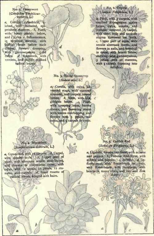 Flowers Of The Rocks And Gravelly Places