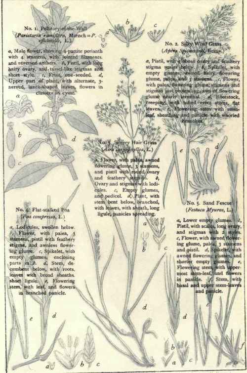 Flowers Of The Rocks And Gravelly Places