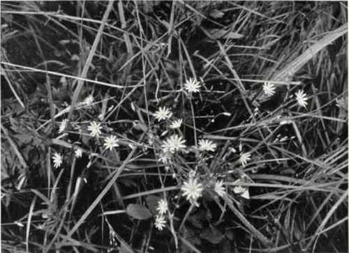 Grassy Stitchwort (Stellaria graminea, L.)