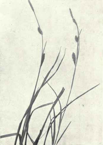 Green ribbed Sedge (Carex binervis, Sm.)