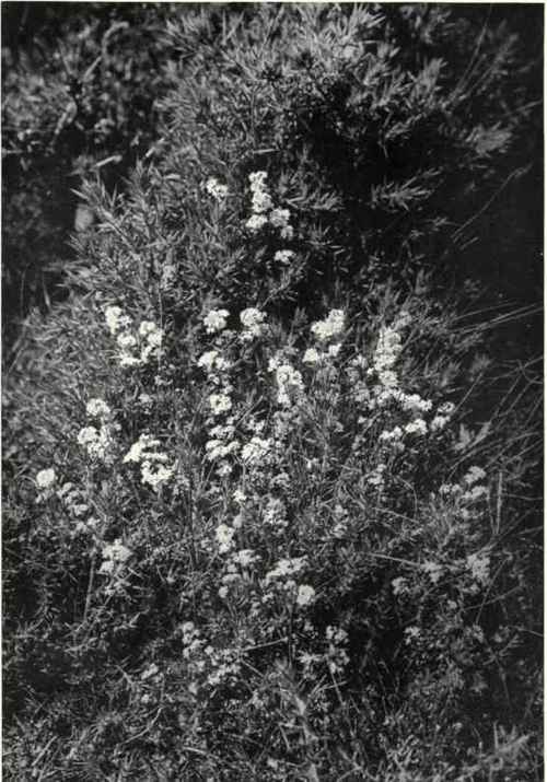 Heath Bedstraw (Galium saxatile, L.)