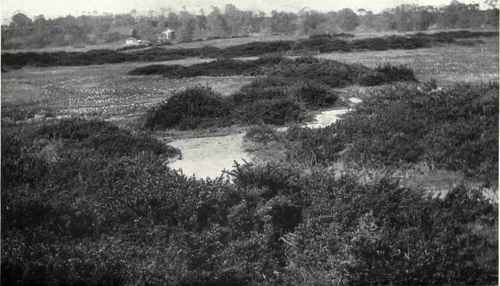 Heathland, With The Common Furze