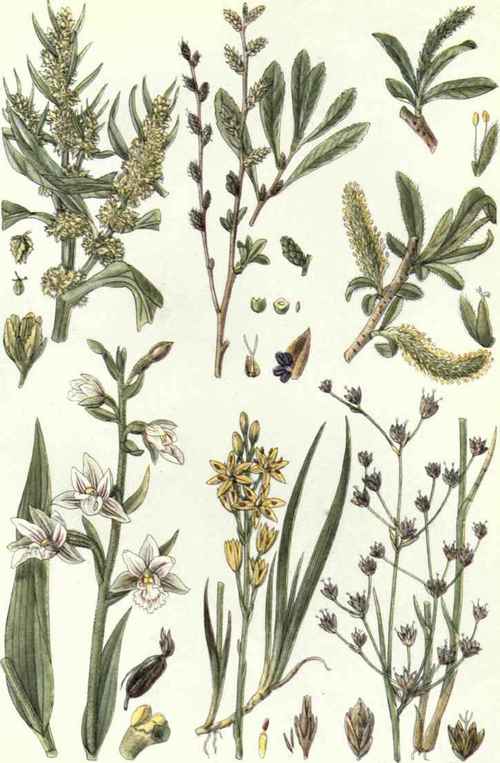 I. Golden Dock (Rumex maritimus, L.). 2. Bog Myrtle (Myrica Gale, L.). 3. White Willow (Salix alba, L. 4. Marsh Helleborine (Helleborine longifolia, Rendle and Britten). 5. Bog Asphodel (Narthecium ossifragum, Huds.). 6. Common Jointed Rush (Juncus articulatus, L.).