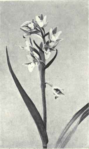 Marsh Helleborine (Helleborine longifolia, R. and B. = Epipactis palustris)
