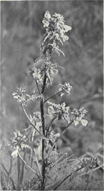 Marsh Red Rattle (Pedicularis palustris, L.)