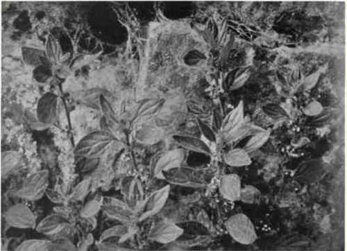 Pellitory of the wall (Parietaria ramiflora, Moench)