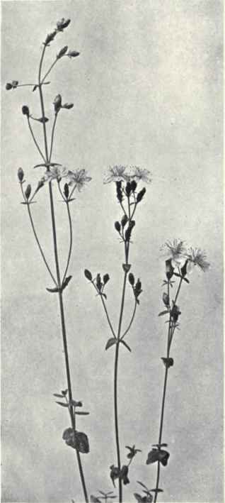 Pretty St. John's Wort (Hypericum pulchrum, L.)