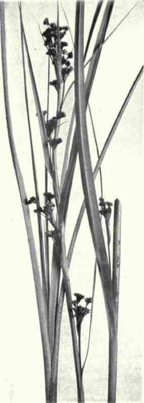 Prickly Twig Rush (Cladium Mariscus, Br.)