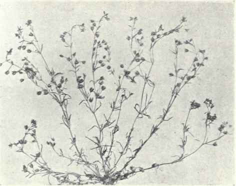 Sand Spurrey (Spergularia rubra, Pers.)