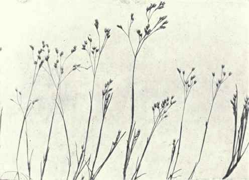 Silvery Hair Grass (Aira caryophyllea, L.)