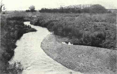 The Habitat of the Common Jointed Rush (Juncus articulatus, L. = J. lamprocarpus, Ehrh.)