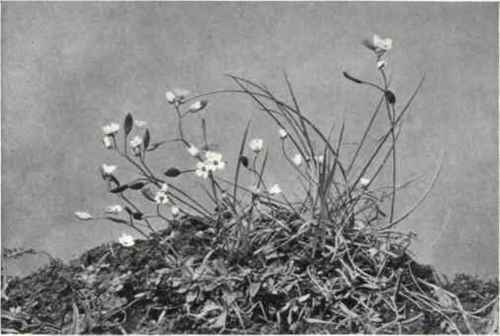 Vernal Whitlow Grass (Erophila verna, E. Meyer)