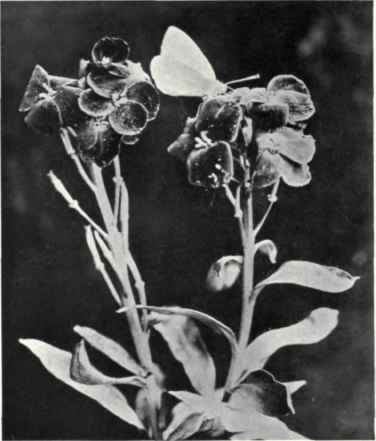 Wallflower (Cheiranthus Cheiri, L.)