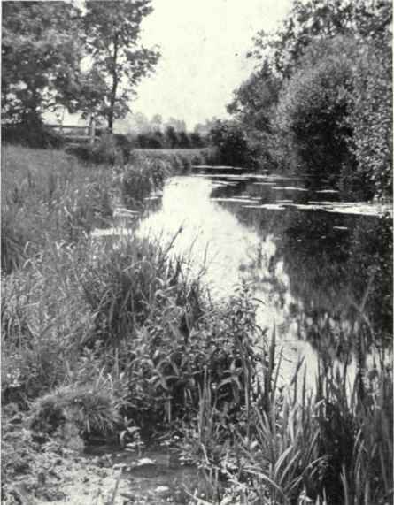 White Willow (Salix alba, L.)